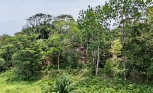 Dan Lancinger Real Estate Uvita 7