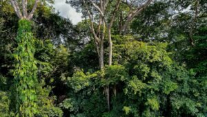 Mature jungle backdrop