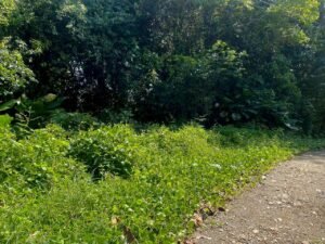 WhatsApp Image 2025-01-05 at 12.43.36