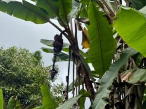 WhatsApp Image 2025-10-09 at 10.19.45_5566ae1f