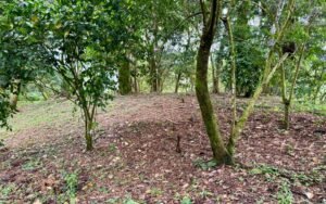 WhatsApp Image 2025-10-09 at 10.19.46_11ef987d