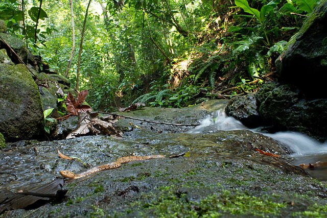 A Fer-de-Lance in its typical habitat. c/o Brian Gratwicke, wikicommons.