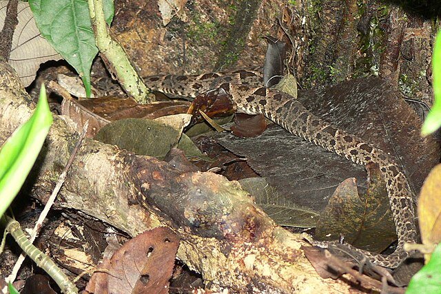 The Terciopelo can get pretty big, with fangs to match - at 2.5cm or 1 inch in length. c/o dancingrabbit (Linda), wikicommons.