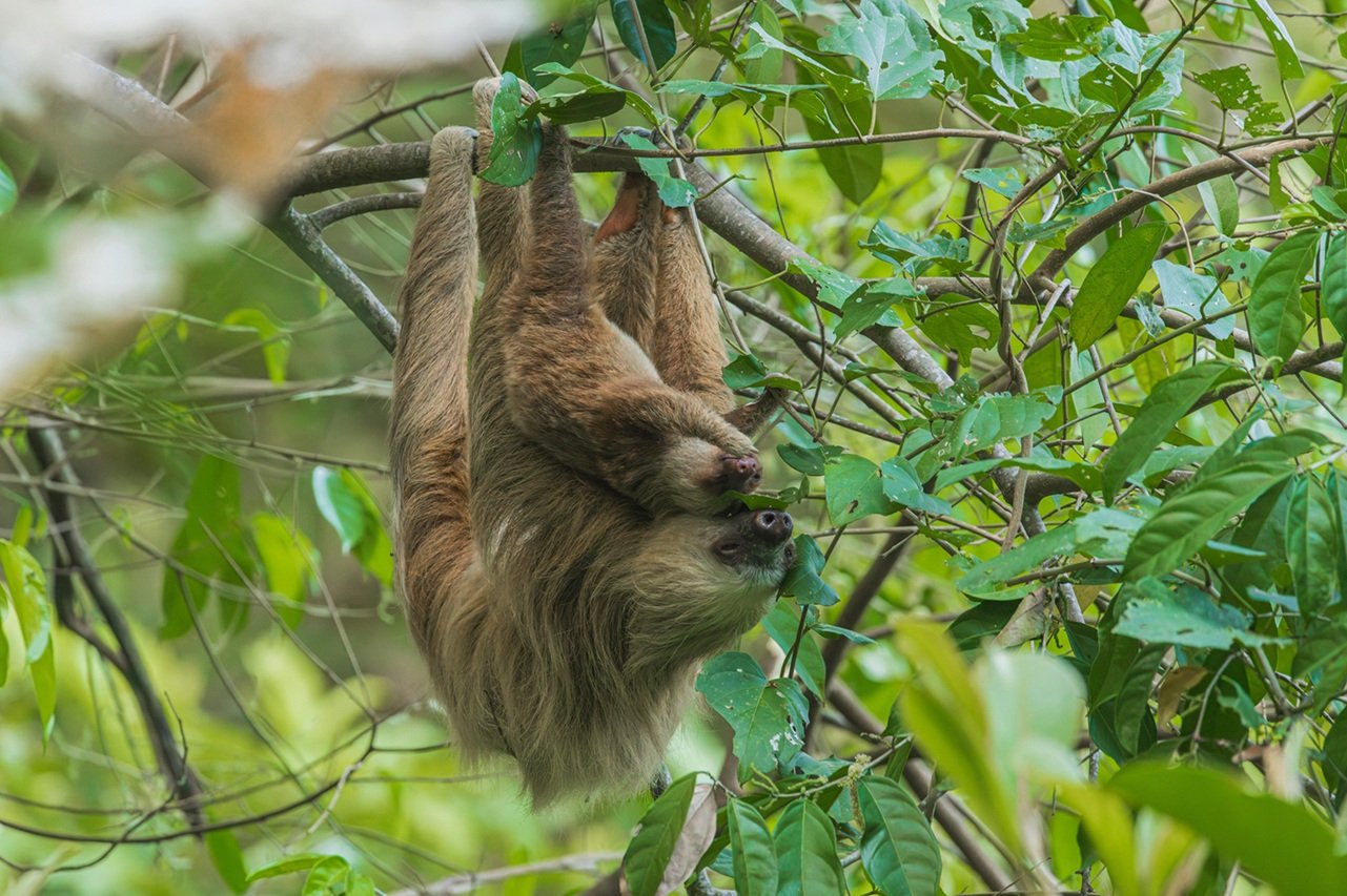 The Sloth is an animal that resonates with the PURA VIDA ideology. c/o Jean Paul Montanaro, Pexels.