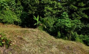 dji_fly_20250115_085302_0654_1736953446601_photo