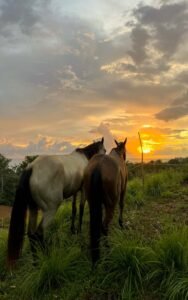 horses at sunset
