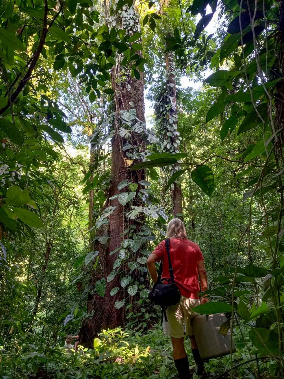 Ben examining a giant jungle tree covered in Epiphytes.