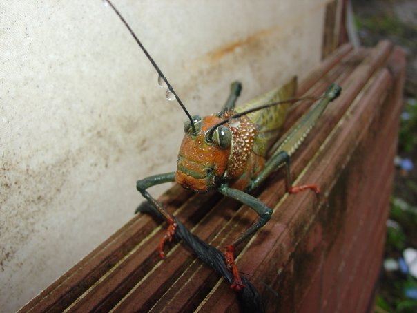 The author's first encounters with a giant red winged grasshopper captures in a photo. Never had seen one before, the animal was left in peace out of an abundance of caution.