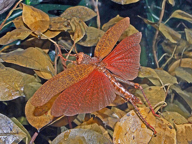 The grasshopper is quite common across many areas of Costa Rica. c/o Hectonichus, wikicommons.