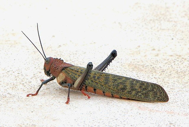 This critter is found all over Costa Rica. c/o Paul Harrison, wikicommons.