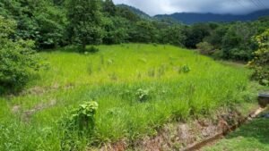 Property For Sale in Ojochal Costa Rica