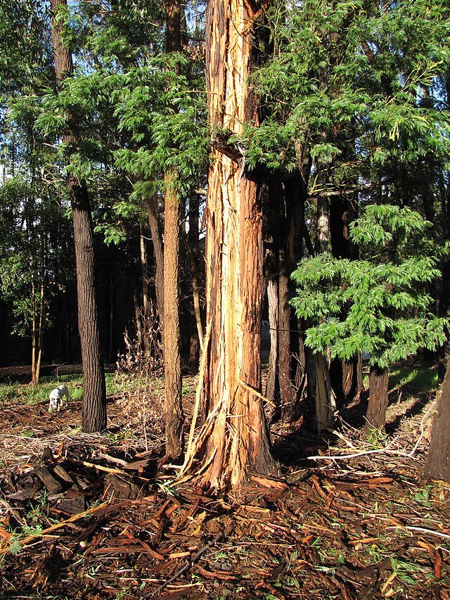This is what a lightning strike can do to a tree. c/o Forest and Kim Starr, wikicommons.