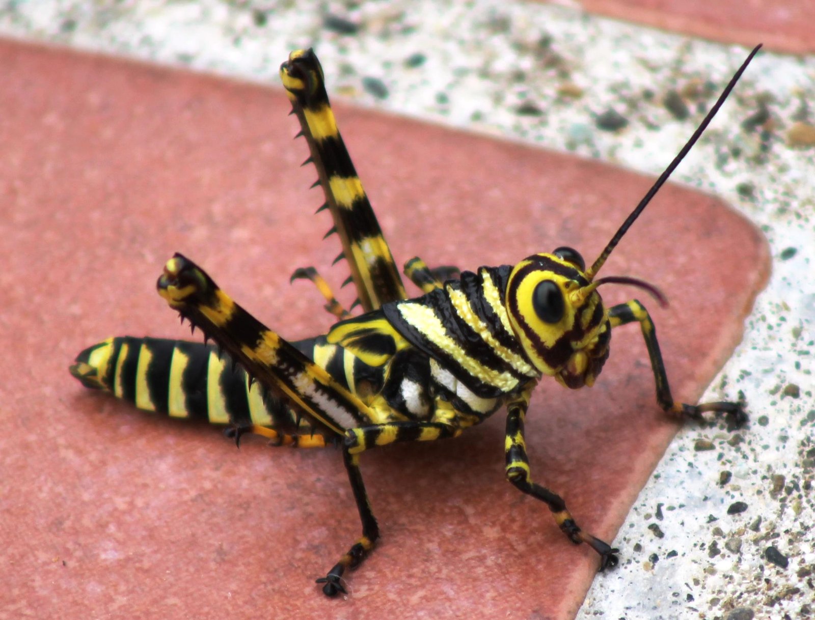 Ben took a great photo of a nymph. 