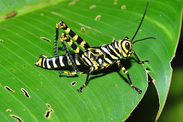 The giant grasshopper nymph wearing a tiger-like coat. c/o Pavel Kirillov, wikicommons. 