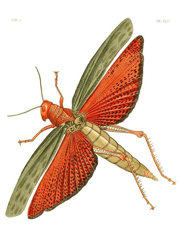 A drawing of the giant grasshopper for a catalogue, by Dru Drury (1725–1803)