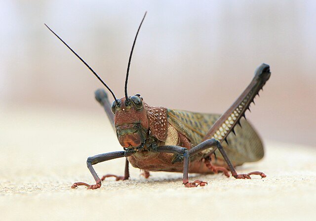 Millions of schoolkids are familiar with this incredible animal. c/o Paul Harrison, wikicommons.