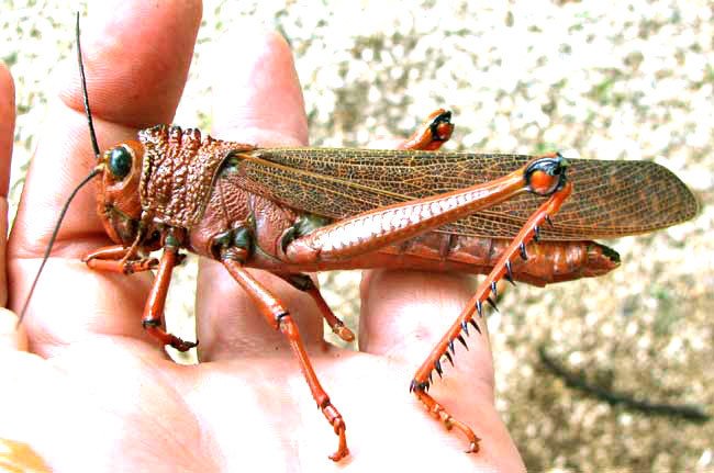 The Giant Red-Winged Grasshopper. c/o Jim, inaturalist.