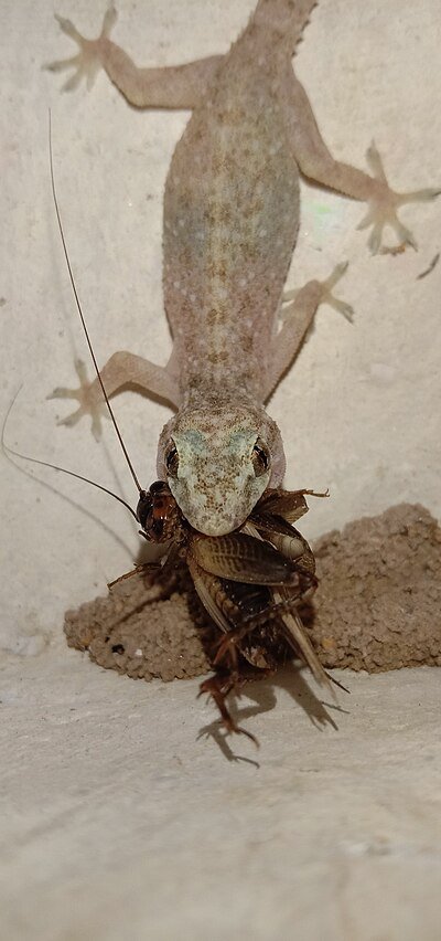 House Geckos can feed on bugs that seem too big to fit! c/o Sanjeevi100, wikicommons.