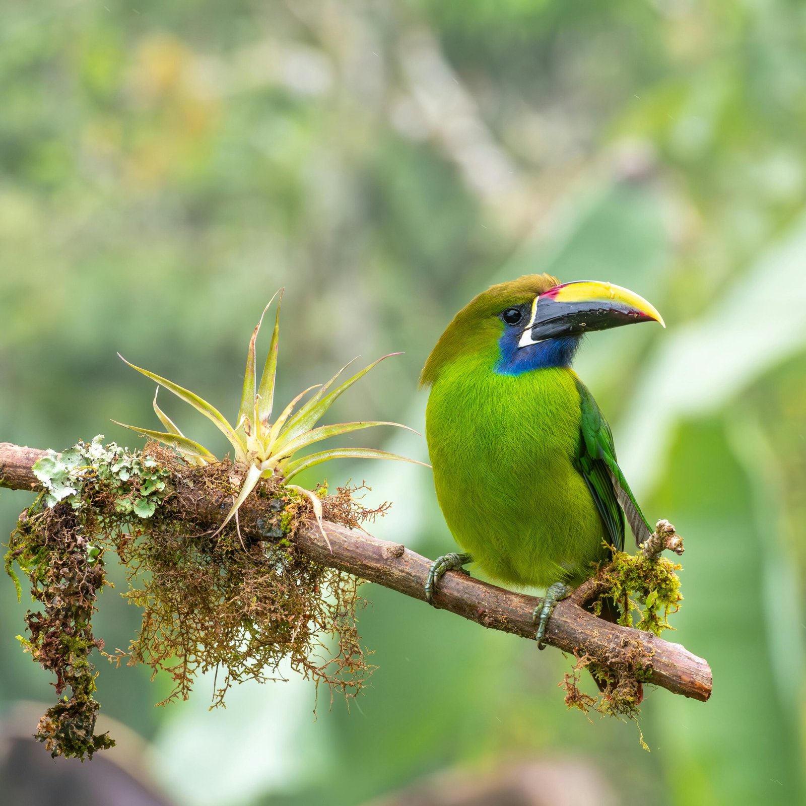 Emerald Toucanet on a branch covered in Epiphytes. c/o Enrique Hidalgo, Pexels.
