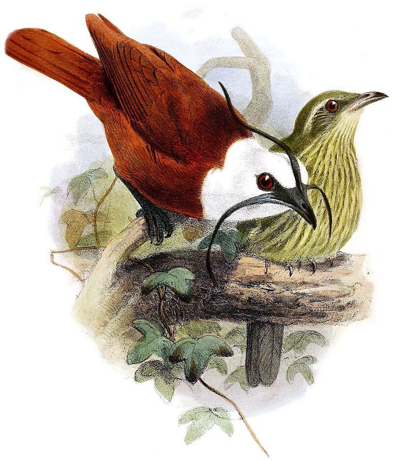 Male & Female Three-Wattled Bellbirds. c/o MF Joseph Wolf - The Ibis, ser. 2, vol. 1