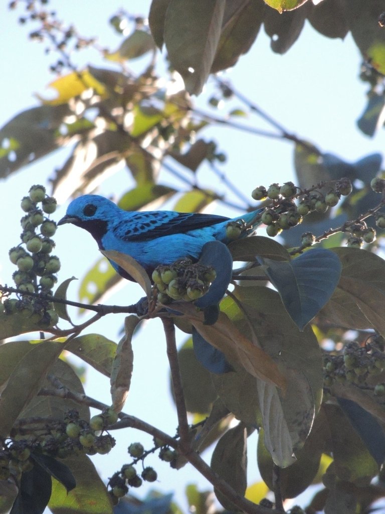 The Turquoise Cotinga is thought to inhabit forest canopies. (c) Anthony Mora Aguilar, inaturalist.