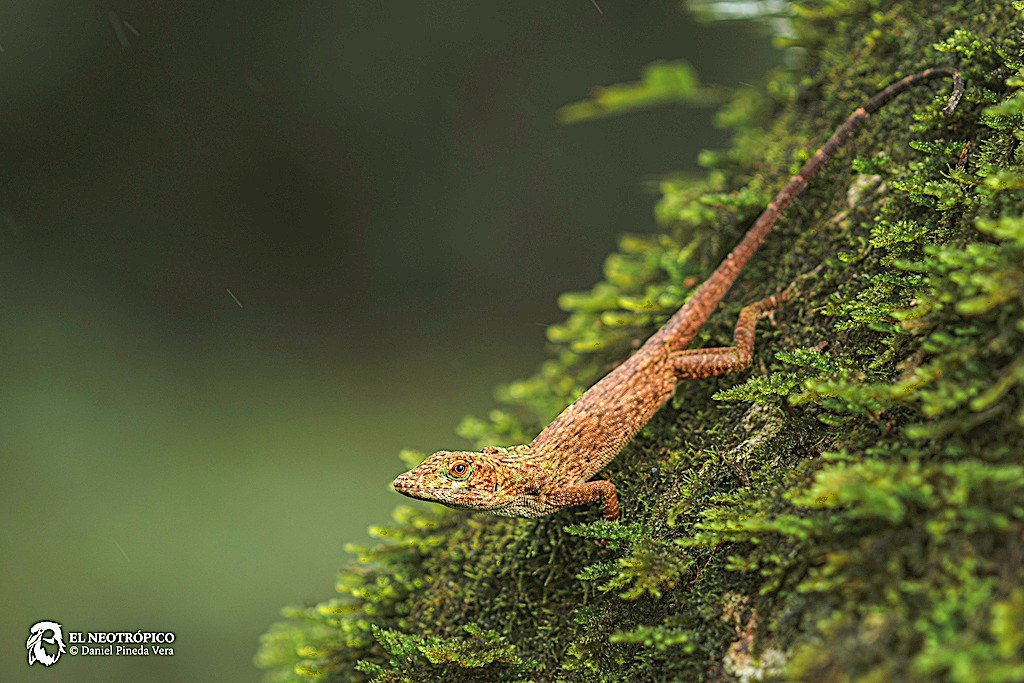 The lizard wearing a brown coat. (c) Daniel Pineda Vera