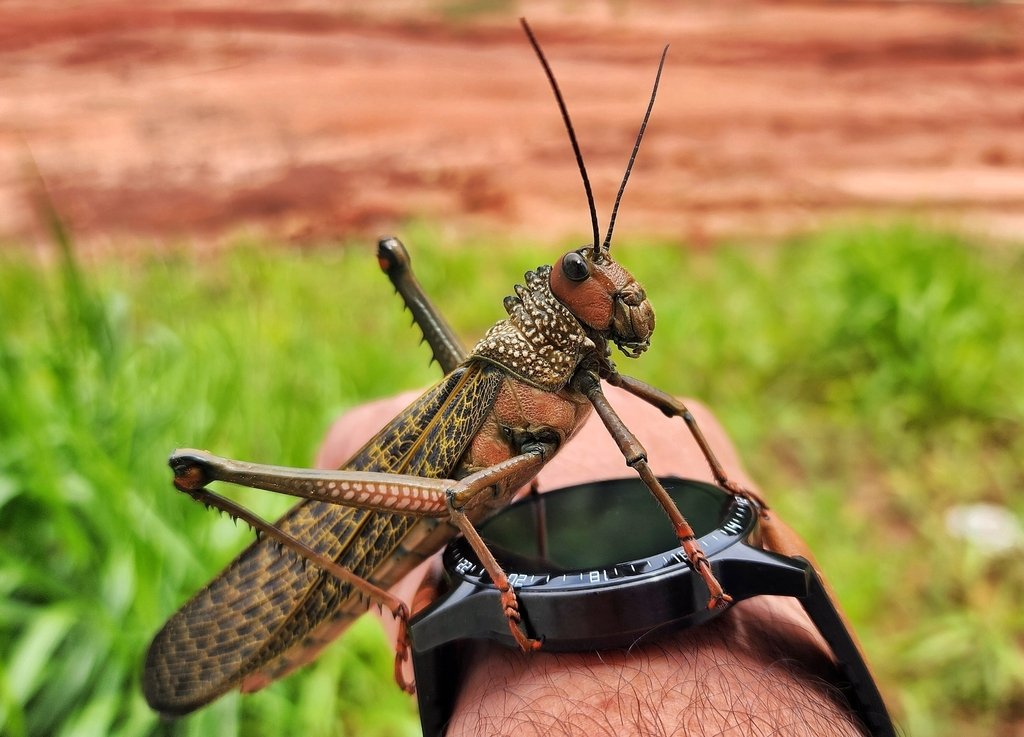With a wingspan of up to 24cm, this is a bird not an insect! (c) ....Christopher Borges....