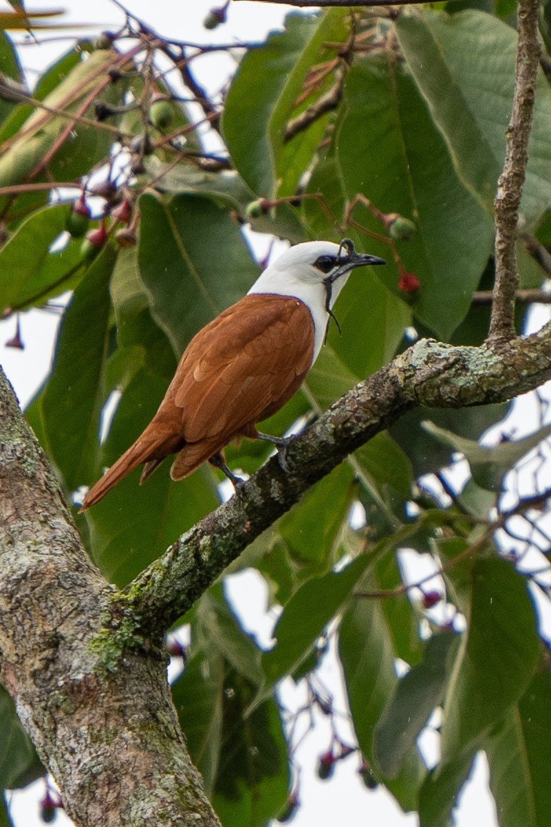  The three-wattled bellbird is primarily frugivorous, feeding mostly on fruits, but it also supplements its diet with insects and occasionally nectar. (c) Anthony Batista