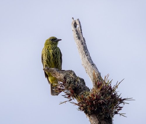 A female perching on a high branch. (c) Derek Spencer, inaturalist.