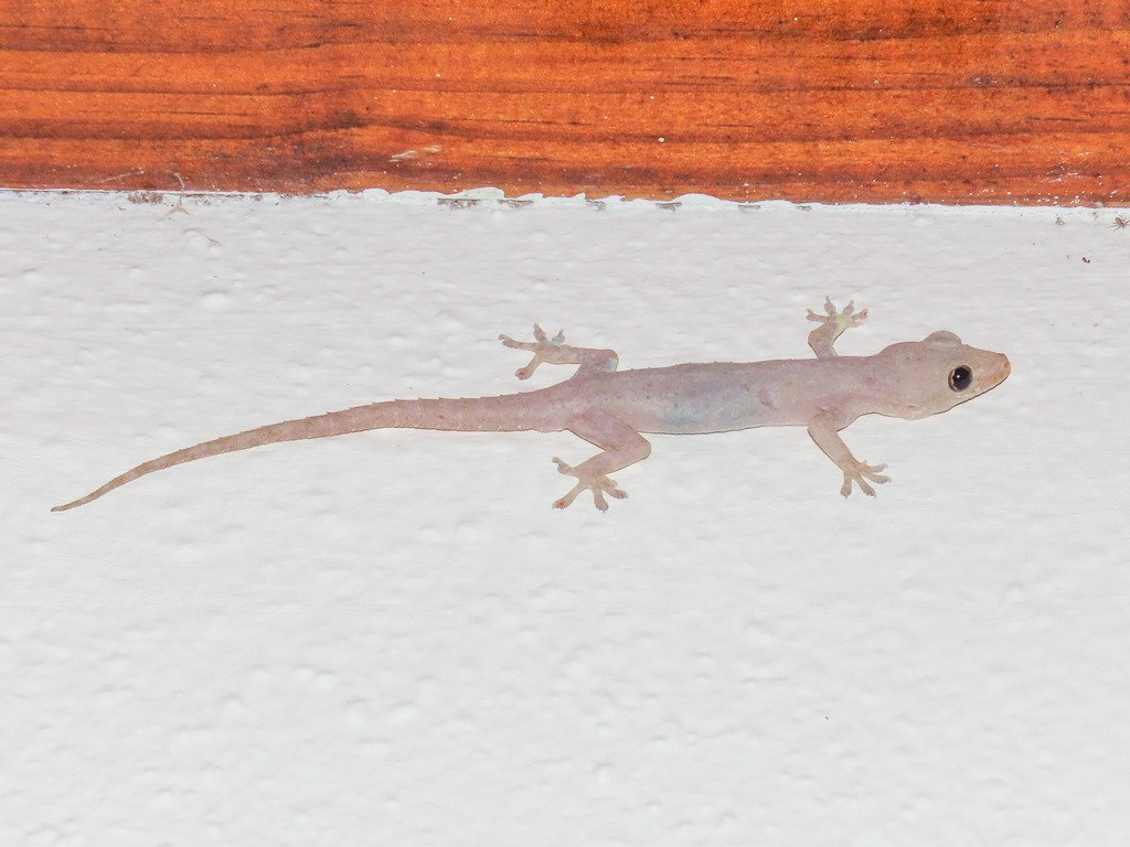 As sure as tomorrow's sunrise, you will find a House Gecko in your home - sooner or later! (c) Emanuele Santarelli, inaturalist.
