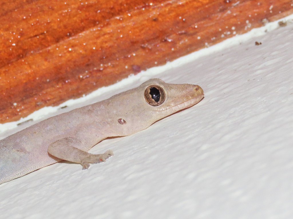 The beautiful and often under-appreciated House gecko gives nightly barking concerts, adding a note to our jungle chorus. (c) Emanuele Santarelli, inaturalist.