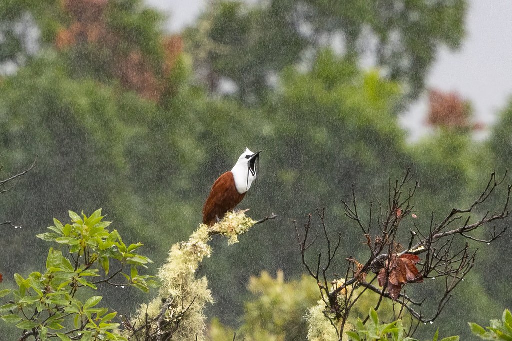 The bird breeds in montane and cloud forests, descending down to lower jungles during the off season. (c) Kalvin Chan, inatualist.