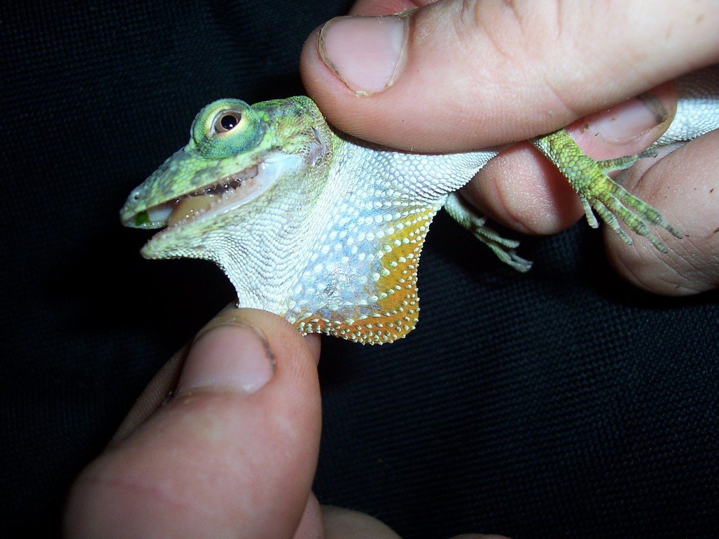 The dewflap can extend to many times its length. (c) Luis Díaz-Gamboa, inaturalist.