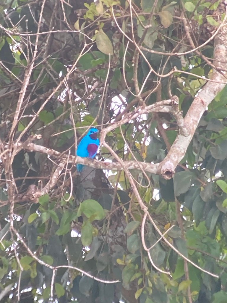 For such a conspicuous bird, we sure are lacking even the most basic of information! (c) Richard Littauer, inaturalist.