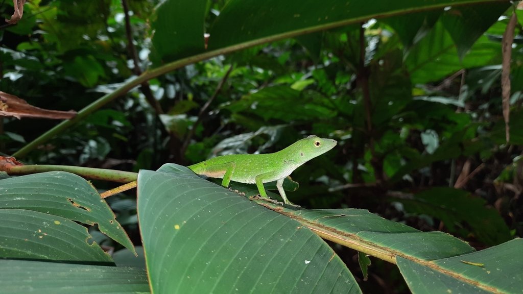 The Giant Green Anole is predominantly a tree-dwelling specie. (c) Roger A. Morales-Flores, inaturalist.