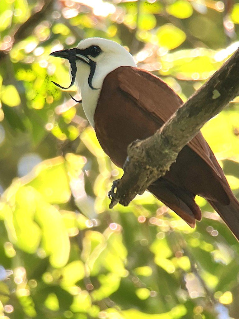 (c) Roger A. Morales-Flores, inaturalist.