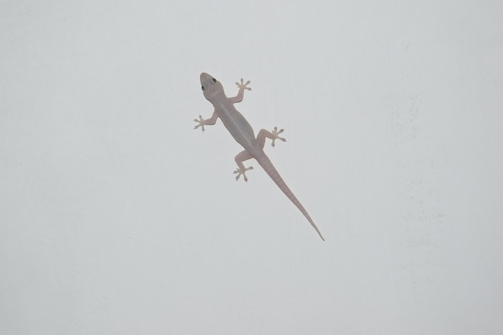 (c) Tereso Hernández Morales