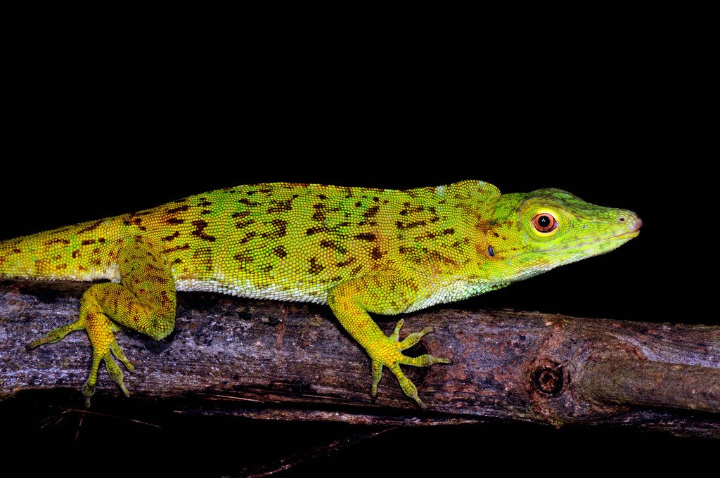 (c) Tom Kennedy, inaturalist