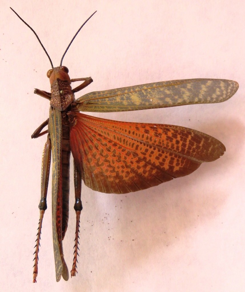 (c) jmmaes, inaturalist.