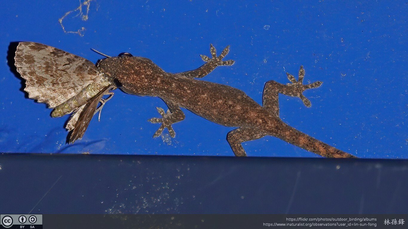 The House Geckos hoover up dozens of insects a night! (c) 林孫鋒(Lin Sun Fong), inaturalist.
