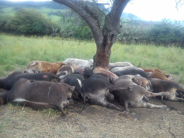 21 head of cattle killed by a lightning strike after taking shelter under a tree. c/o Cristi0401, wikicommons. 