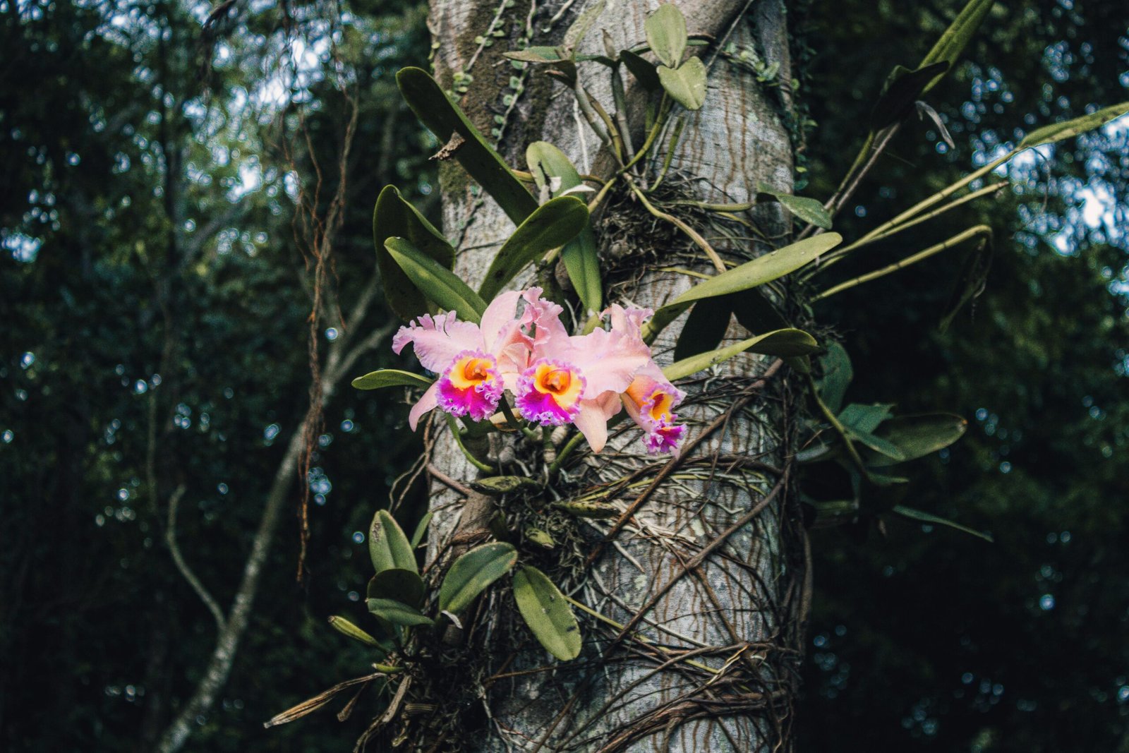 Orchids play a vital role in our tropical ecosystems. c/o Kevyn Costa, Pexels.