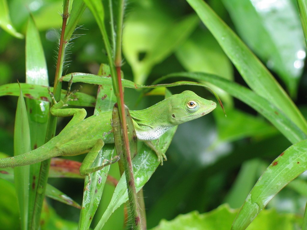 The Giant Green Anole. (c) Paul Hoekman, inaturalist.