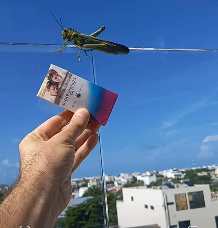 The sheer size of the giant grasshopper can be overwhelming to new visitors! Here the size of the insect is compared to a cigarette package.