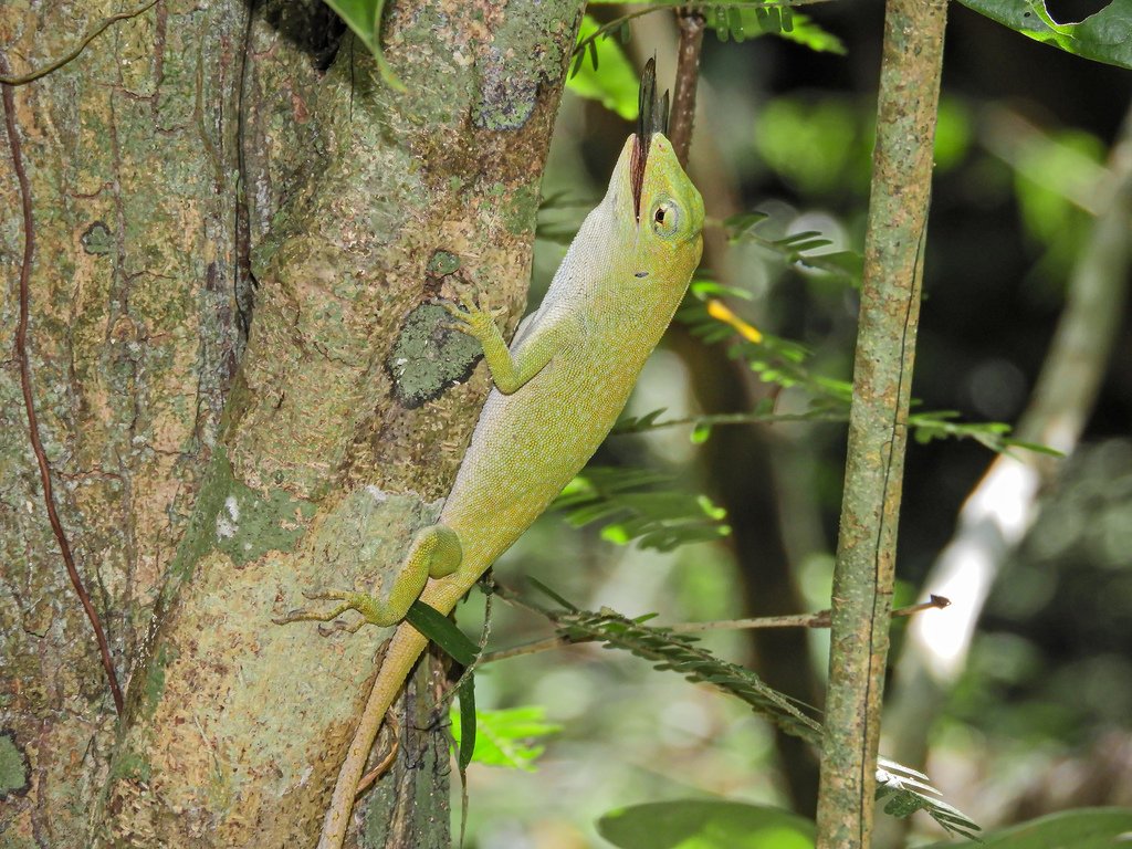 Giant Green Anole feeding on a winged insect. (c) José Gabriel Julio Guzmán, inaturalist.