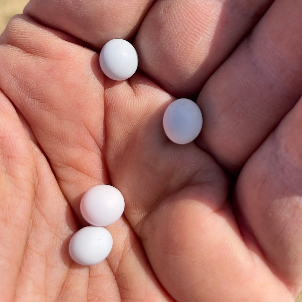 The tiny House Gecko eggs. (c) Bill Levine, inaturalist.