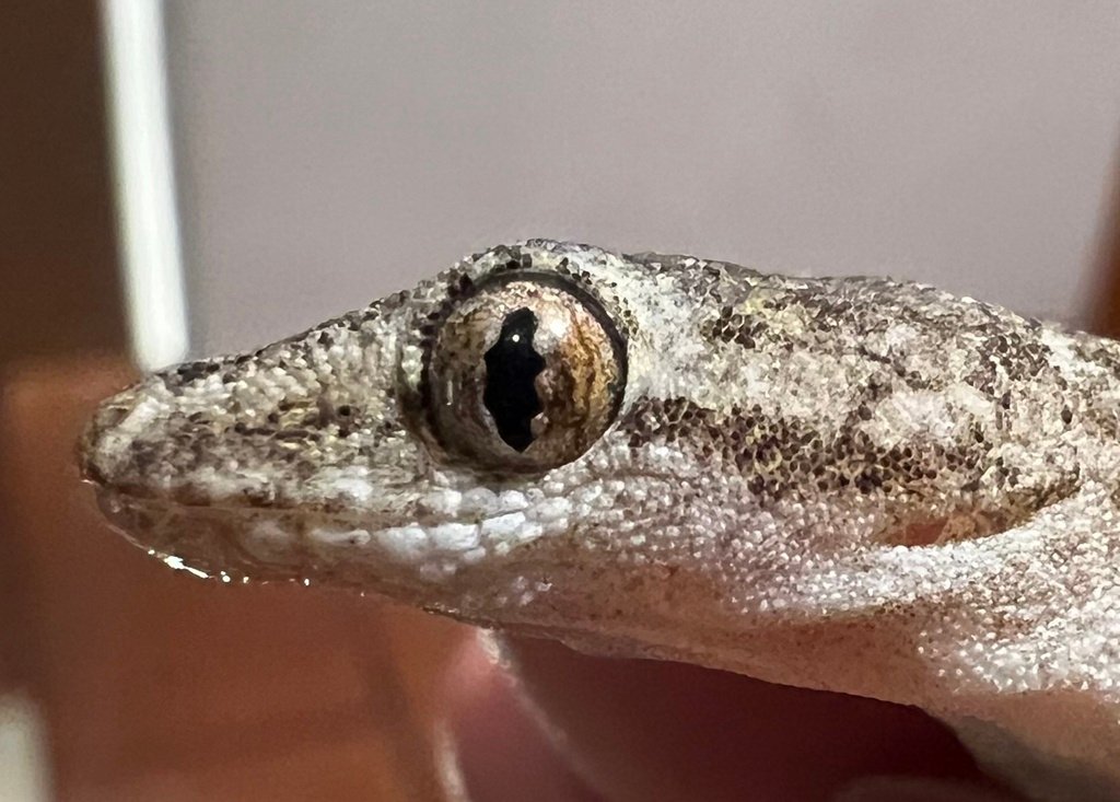 On closer inspection, these are actually very interesting critters - too bad they are way too fast! (c) Connor Long, inaturalist.