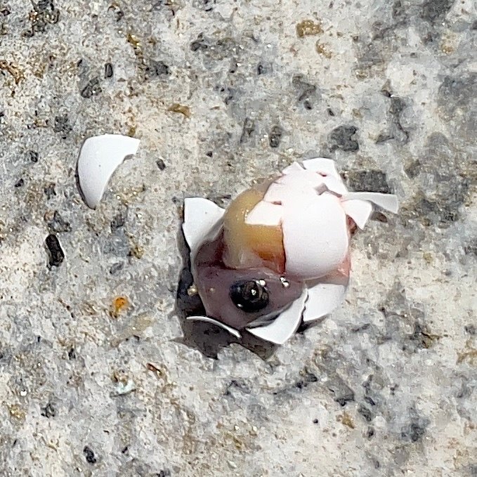 A House gecko hatchling. (c) Bill Levine, inaturalist.