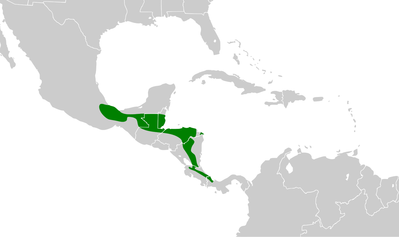  c/o Cephas, wikicommons.