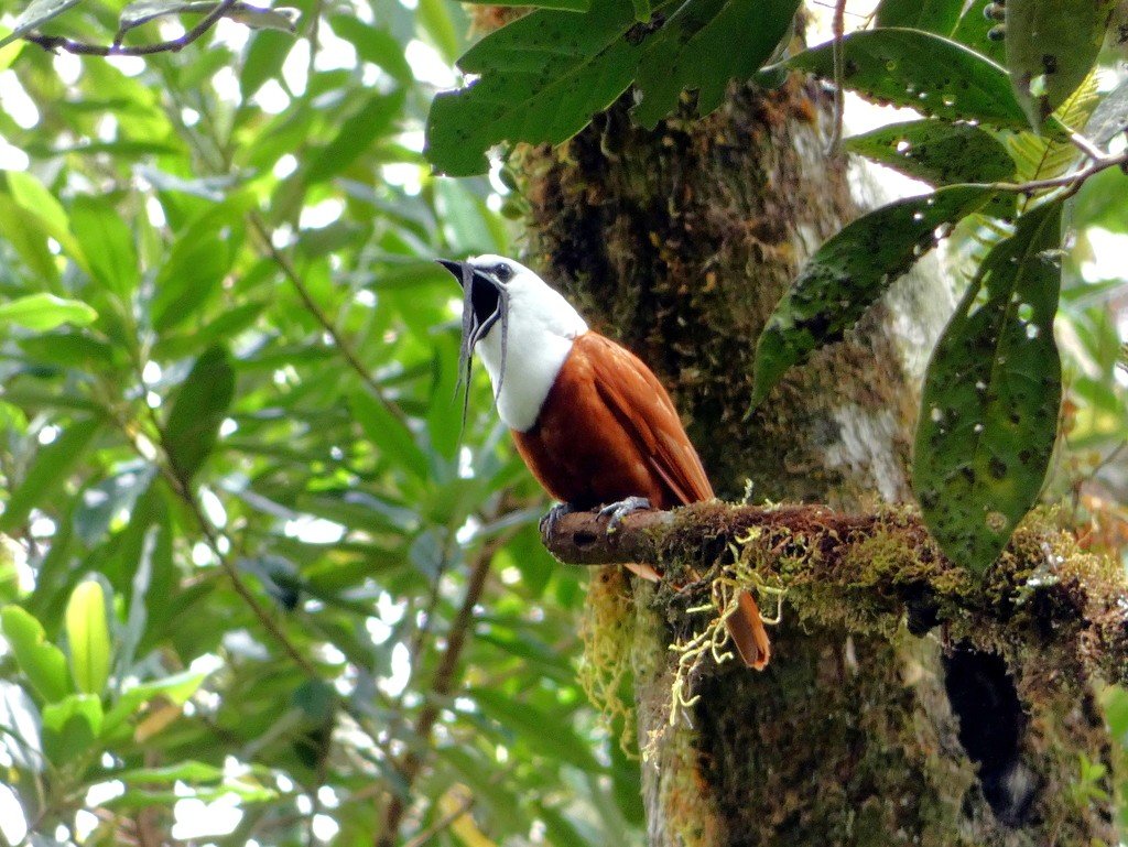 A male calling. (c) Kai Squires, inaturalist.